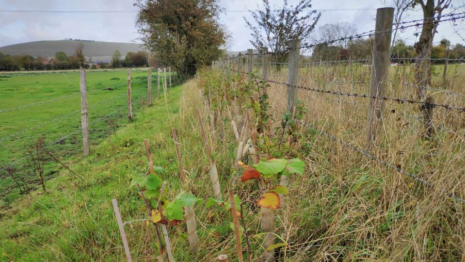 Bat Hedge image