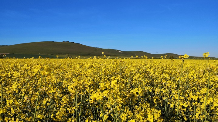 Oilseed Rape Field with Milk Hill in Background