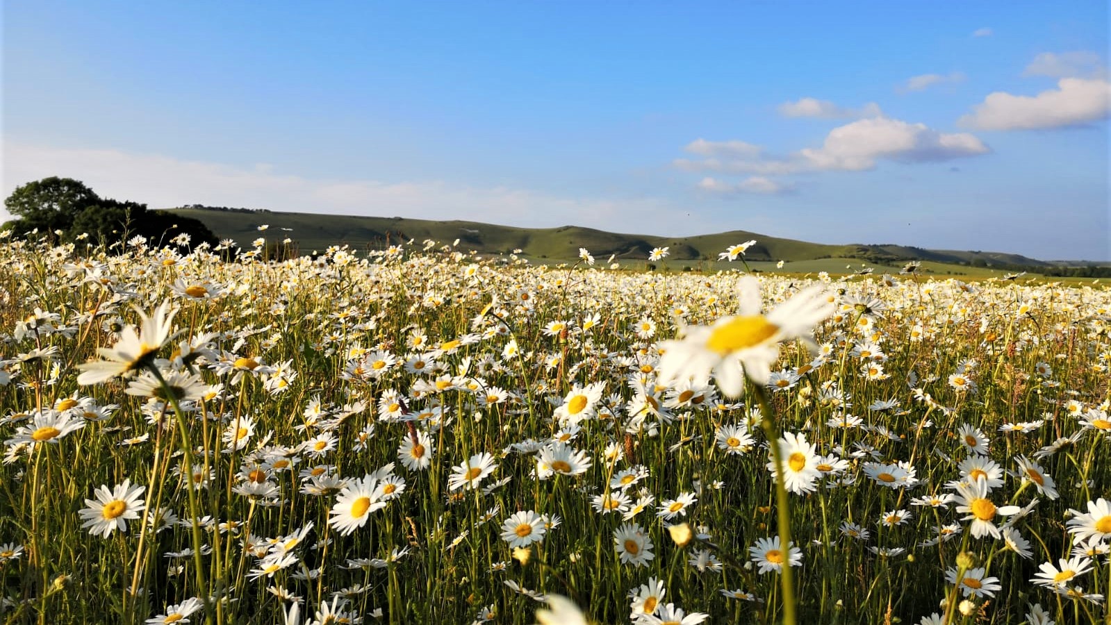 Oxide Daisys on ELS Field Corner