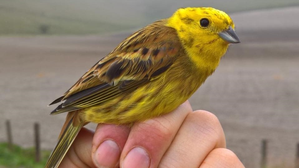 Yellowhammer